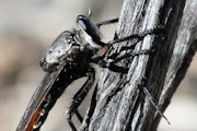 Robber Fly (Blepharotes coriarius) (Blepharotes coriarius)